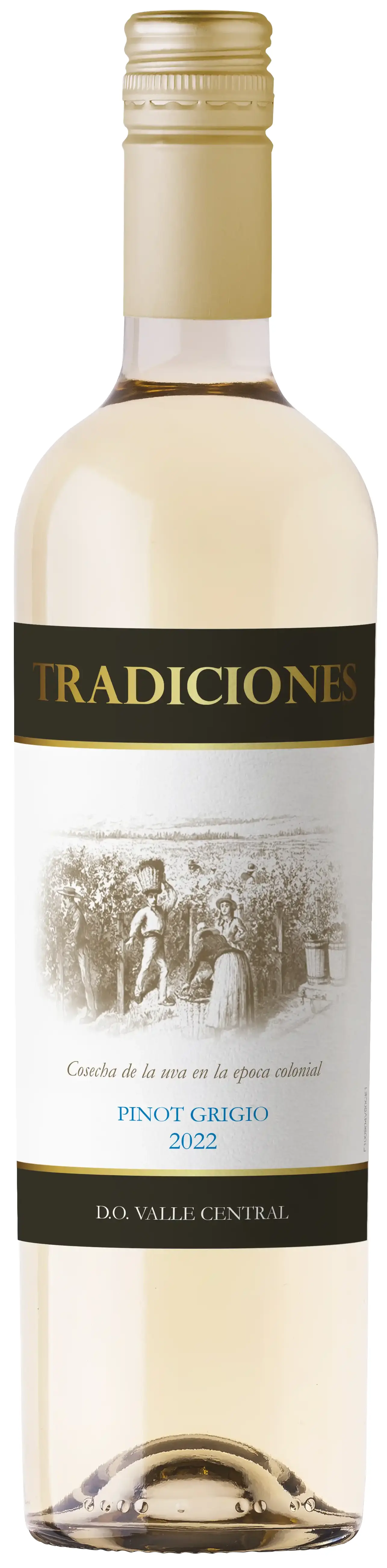 Вино Традисьонес Пино Гриджио белое сухое